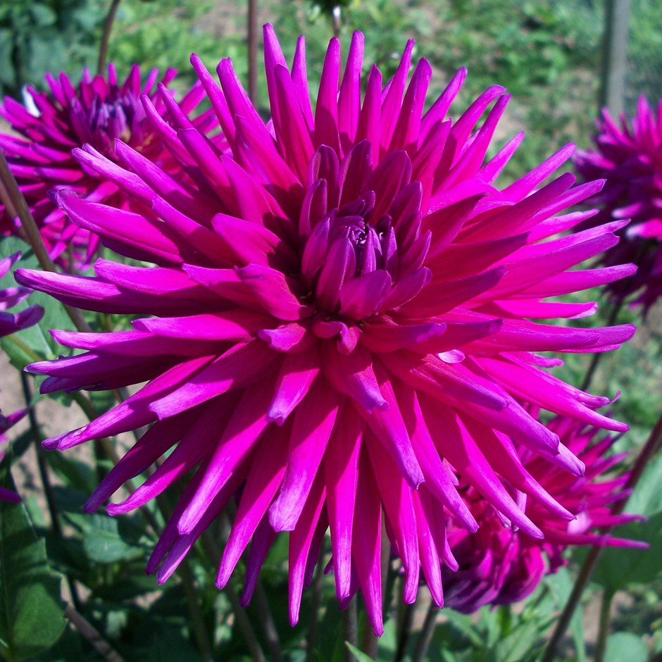 Dahlia Cactus - Purple Gem