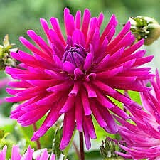 Dahlia Cactus - Purple Gem