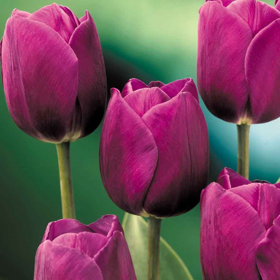 Tulip - Purple Prince