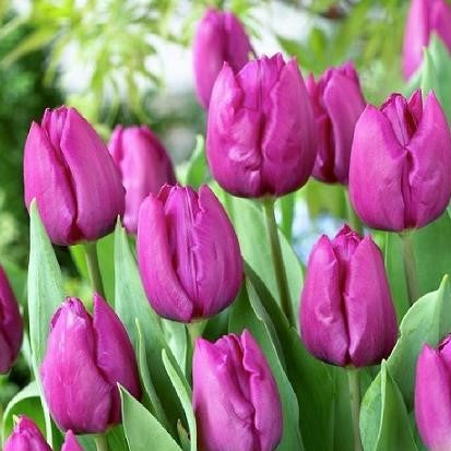 Tulip - Purple Prince