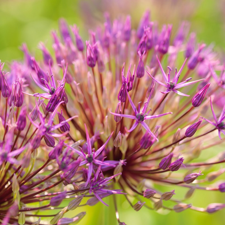 Allium - Purple Rain