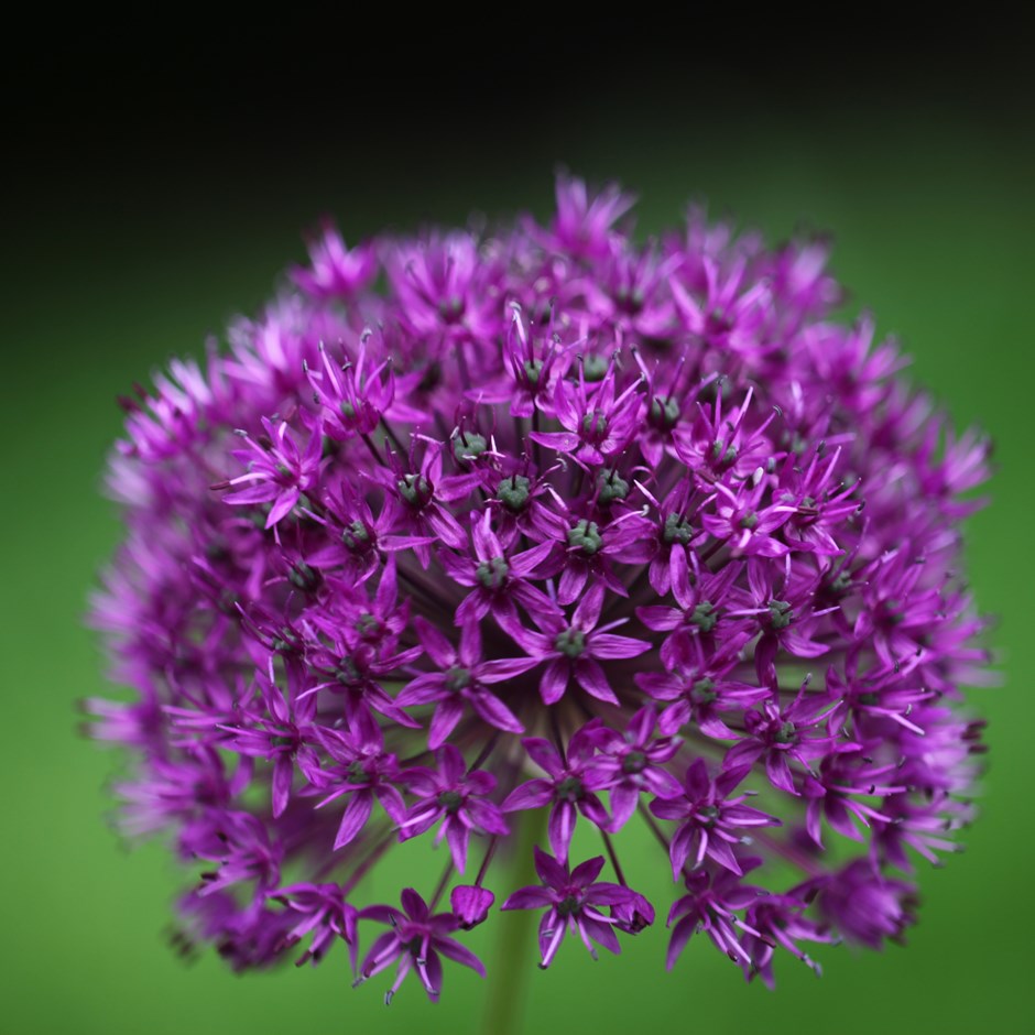 Allium - Purple Sensation
