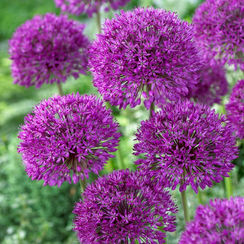 Allium - Purple Sensation – Humphreys Garden