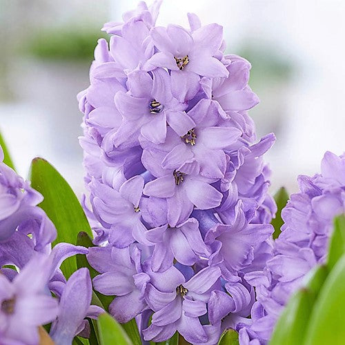 Hyacinth - Purple Star