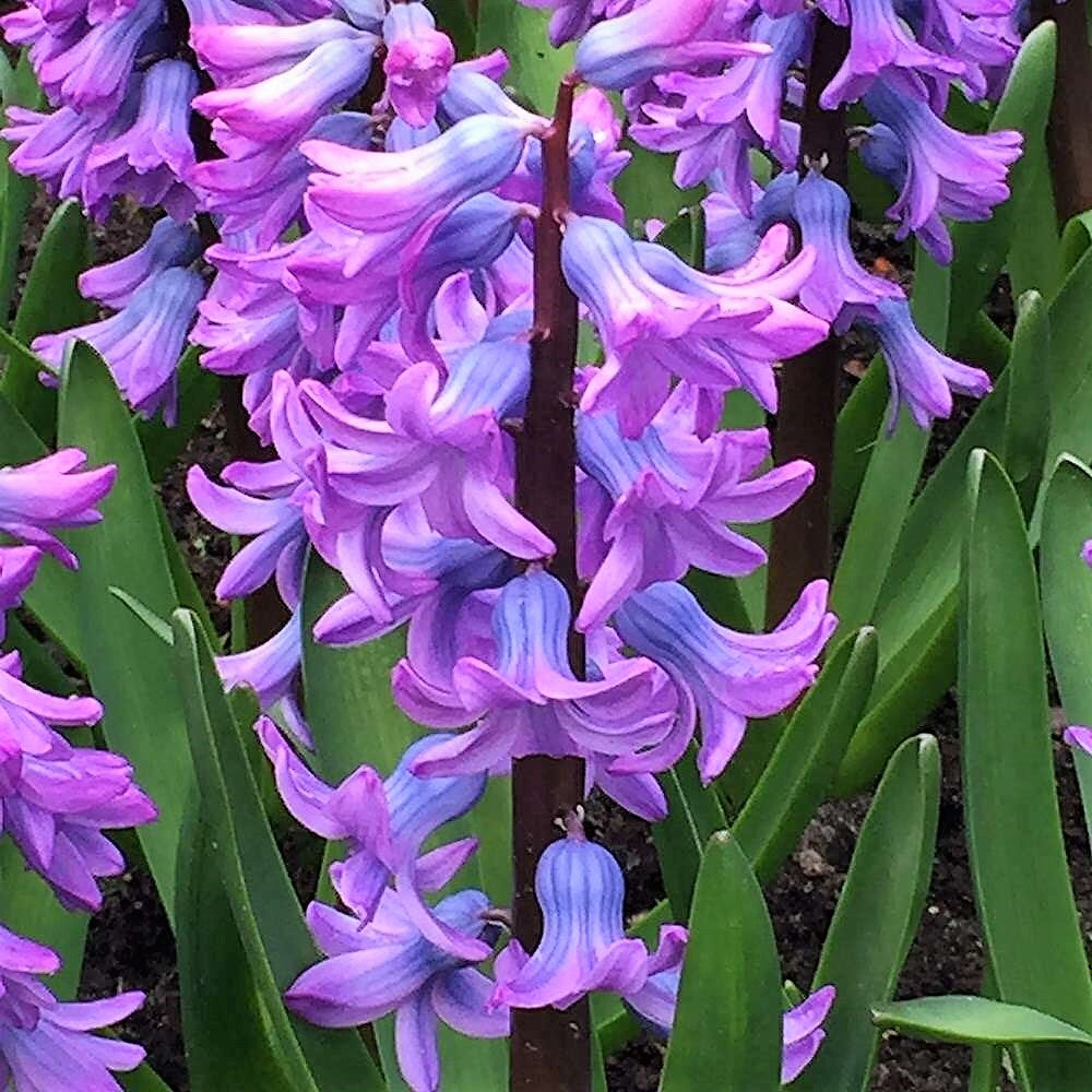 Hyacinth - Purple Star