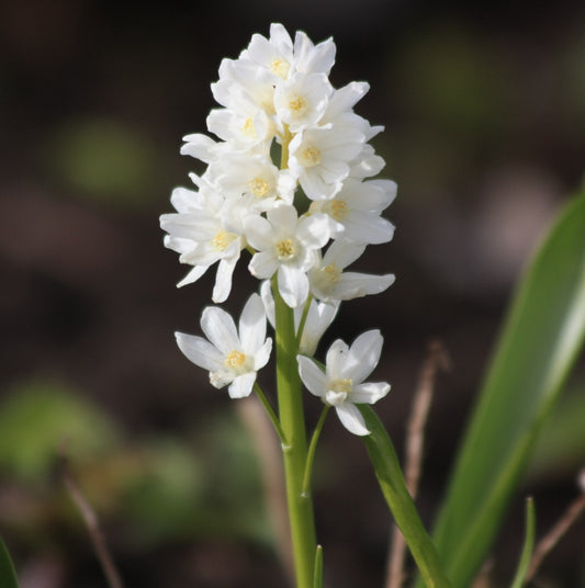 Puschkinia Libanotica - Alba