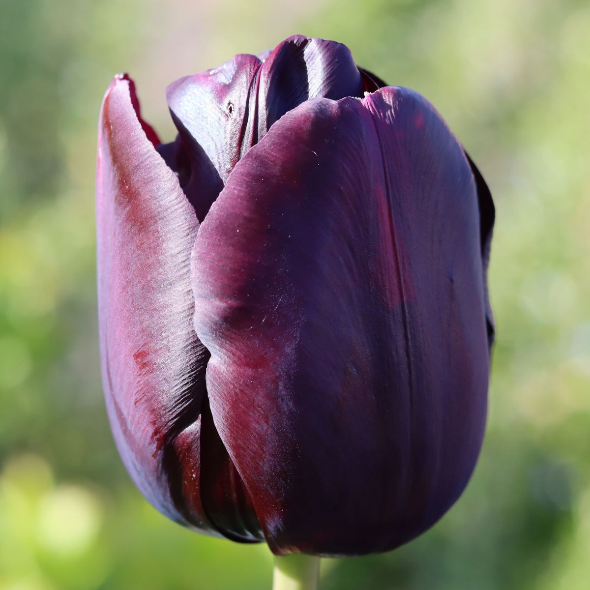 Black & White Triumph Tulip Collection - Ultimate Colour Schemed Gift