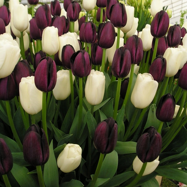 Black & White Triumph Tulip Collection.