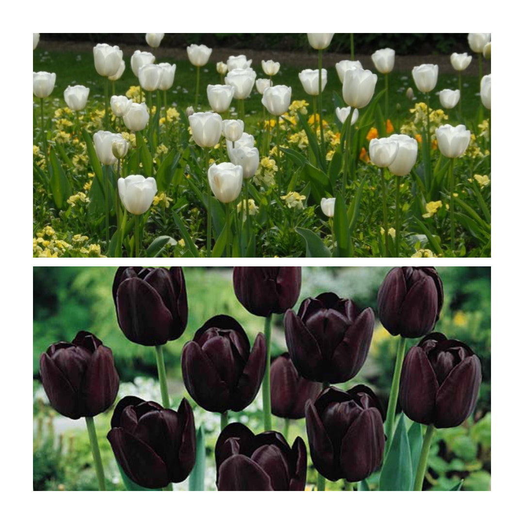Black & White Triumph Tulip Collection.