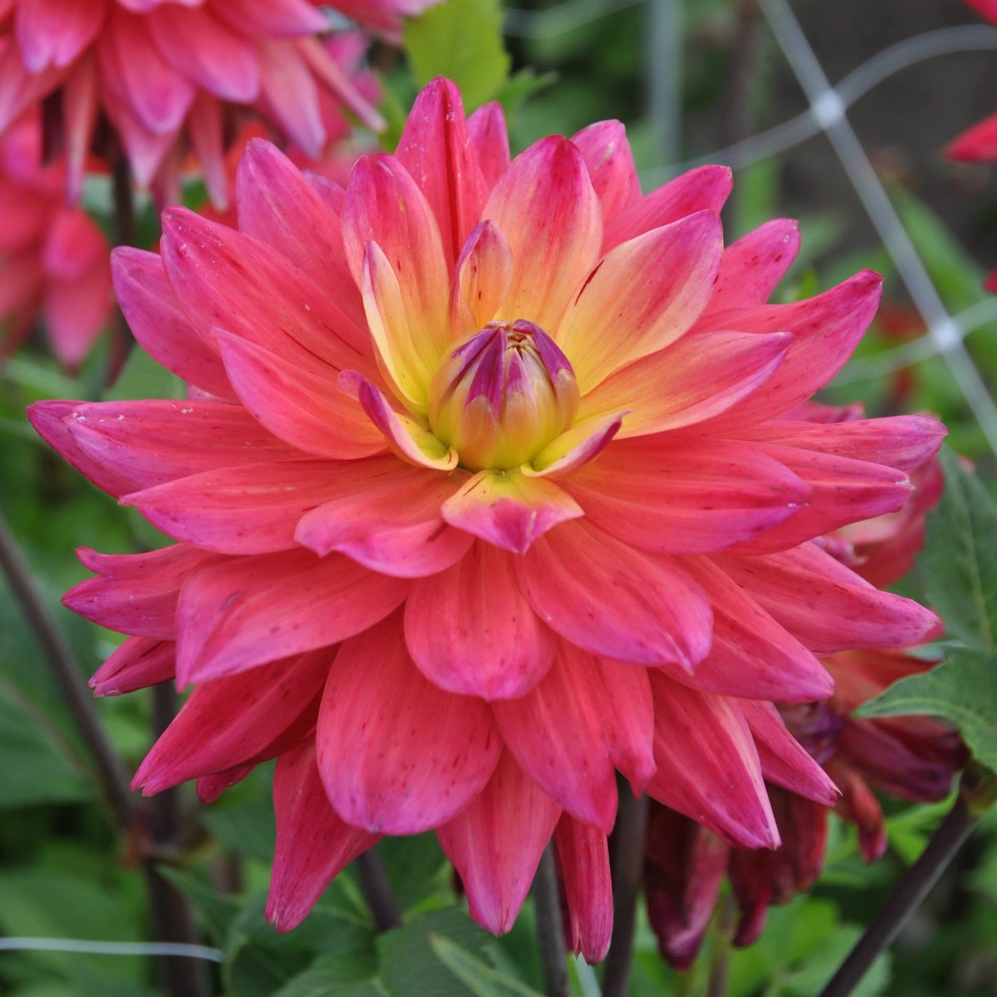 Dahlia Decorative - Rainbow Silence