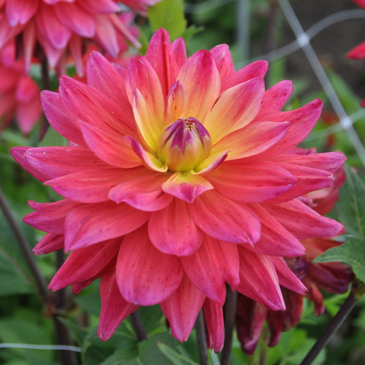 Dahlia Decorative - Rainbow Silence