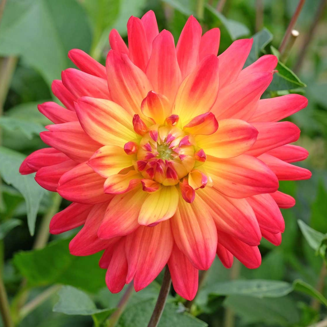 Dahlia Decorative - Rainbow Silence