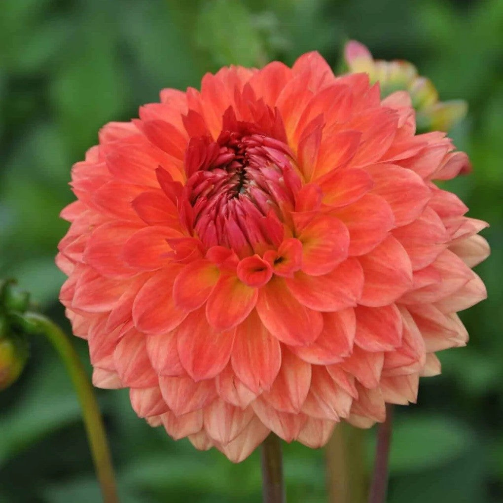 Dahlia Decorative - Rainbow Silence