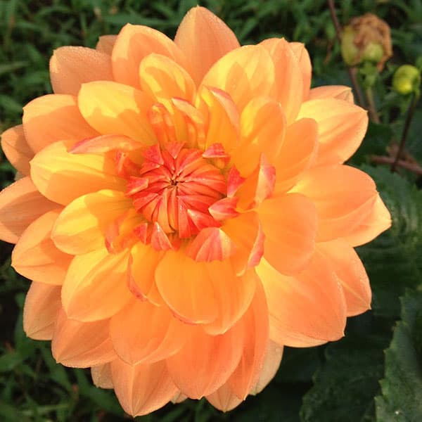 Dahlia Waterlily - Rancho