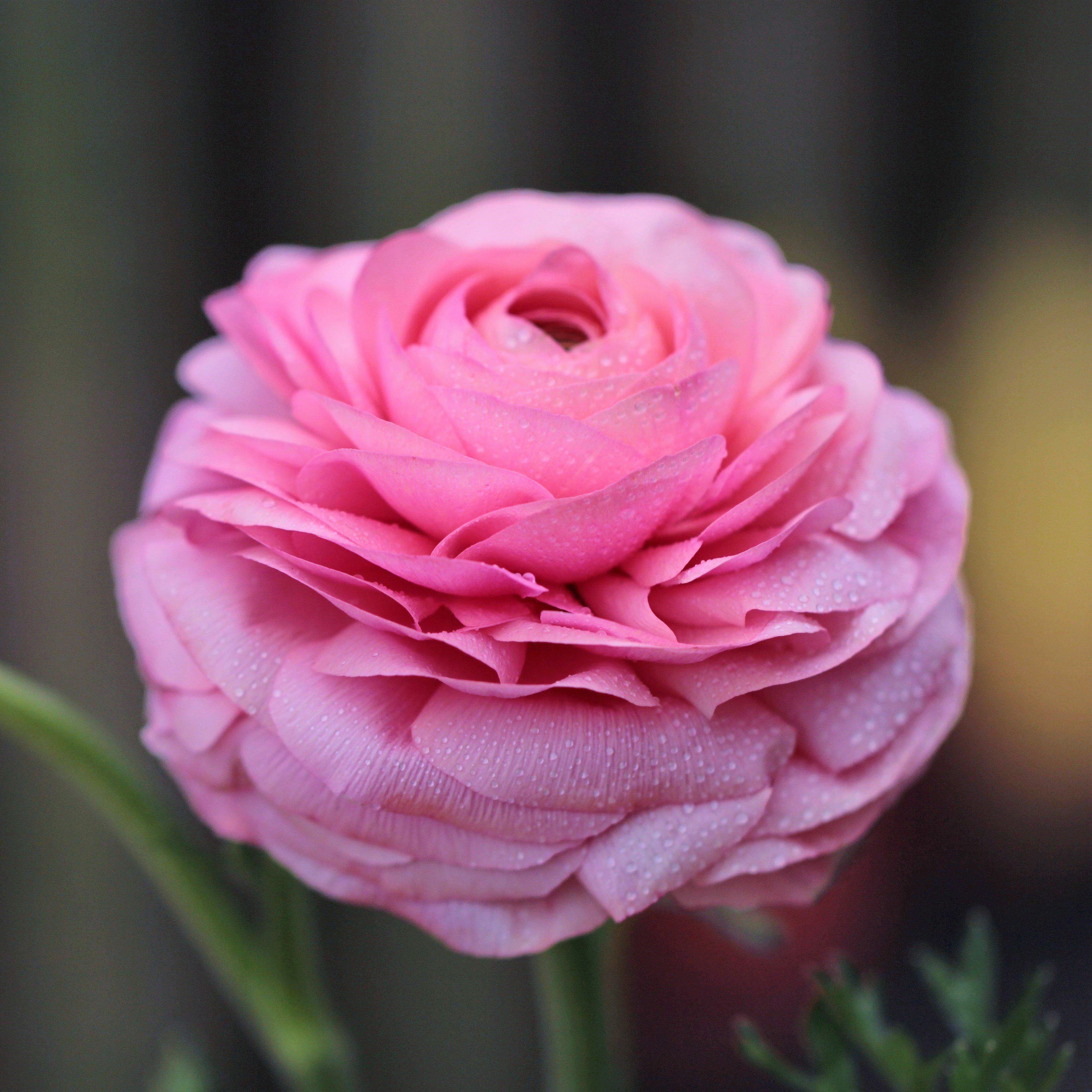 Pink Orange Ranunculus Ranunculus – Humphreys Garden
