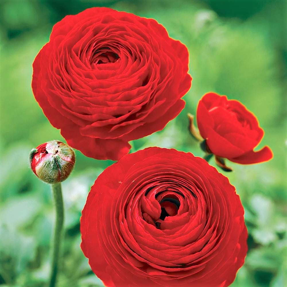 Dusty Red Ranunculus Ranunculus – Humphreys Garden