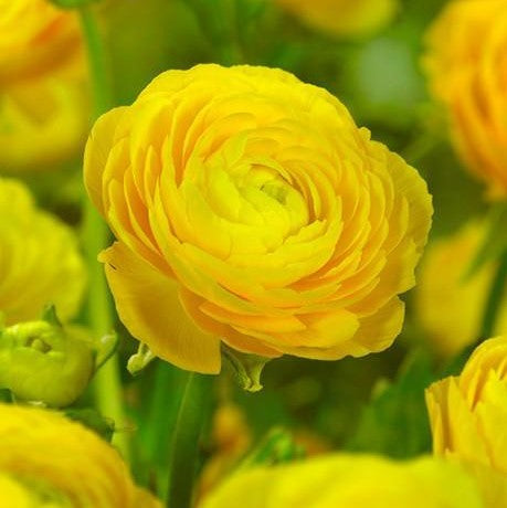 Cloni Ranunculus Yellow Ranunculus - Yellow – Humphreys Garden