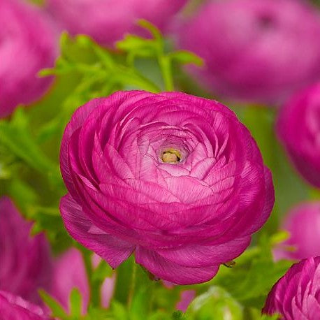 Ranunculus - Dark Pink