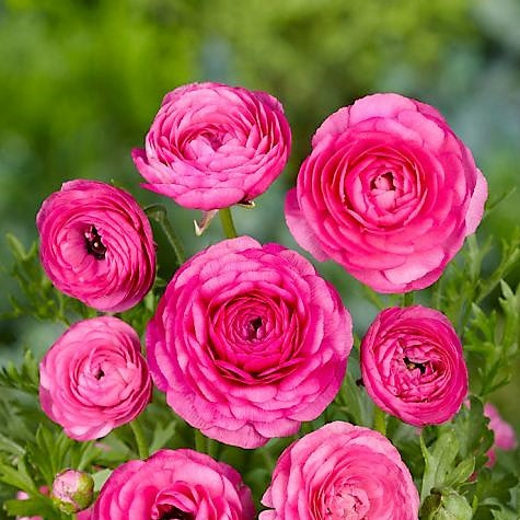 Ranunculus - Dark Pink