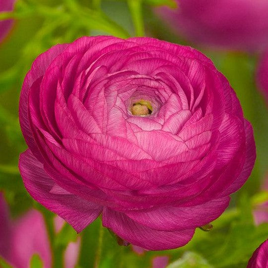 Ranunculus - Dark Pink