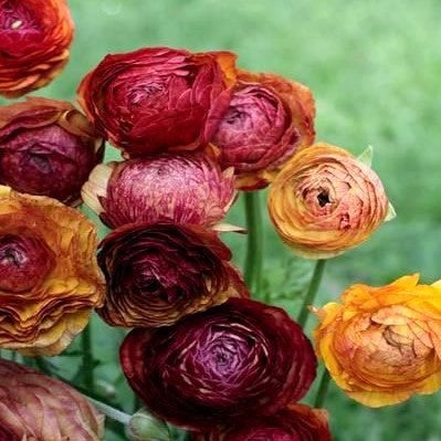 Yellow Piccodee Ranunculus Ranunculus - Picotee Café – Humphreys Garden
