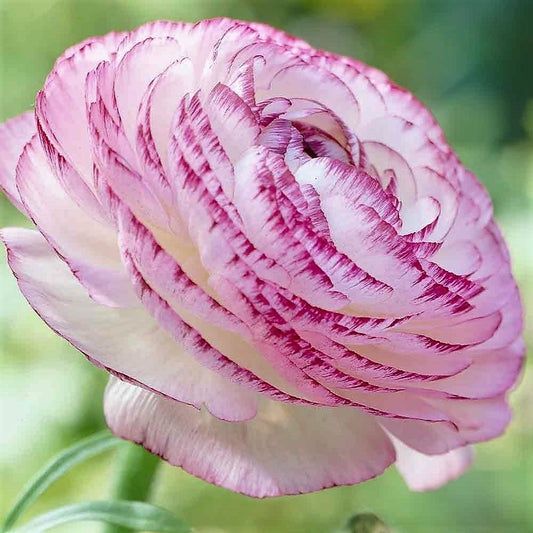 Ranunculus - Picotee Pink