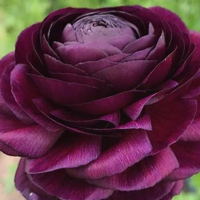 Ranunculus - Purple