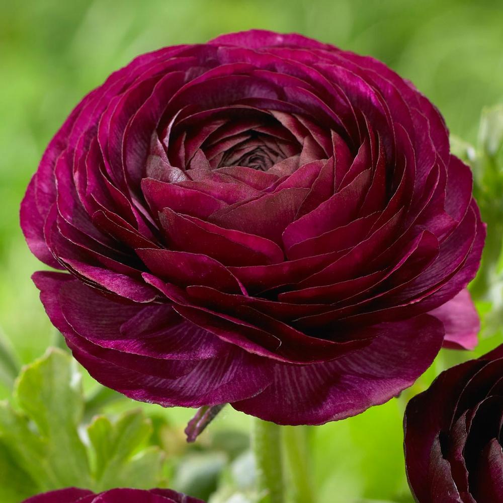 Italian Ranunculus Purple Ranunculus - Purple – Humphreys Garden