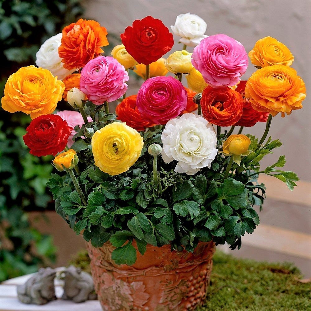 Free Ranunculus Corms with Every Order