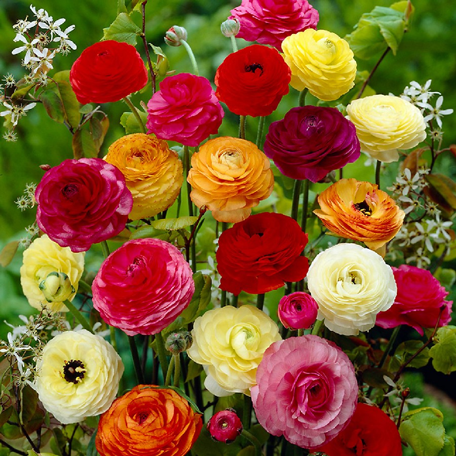 Free Ranunculus Corms with Every Order