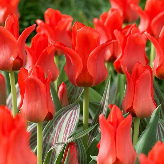 Tulip - Red Riding Hood