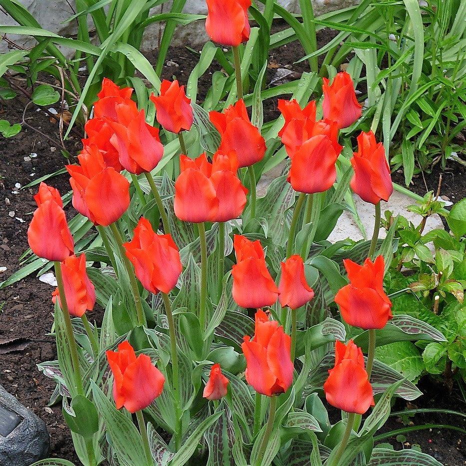 Tulip - Red Riding Hood