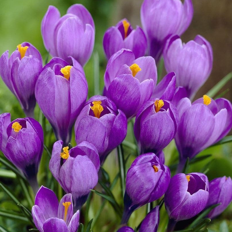 Crocus Large Flowering - Flower Record