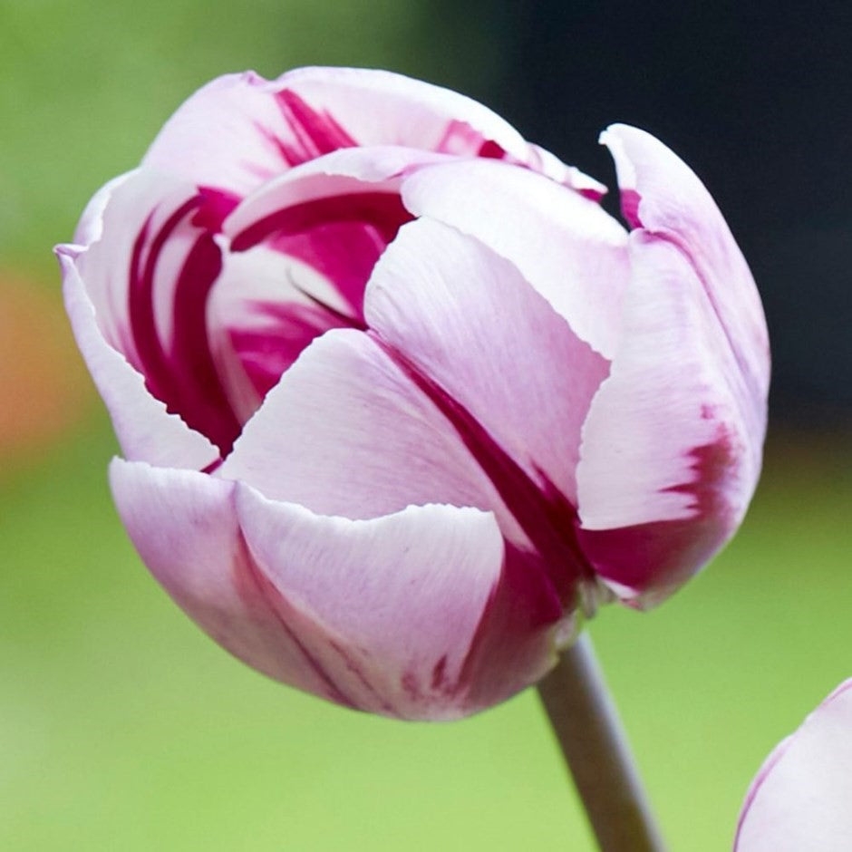 Tulip - Rems Favourite