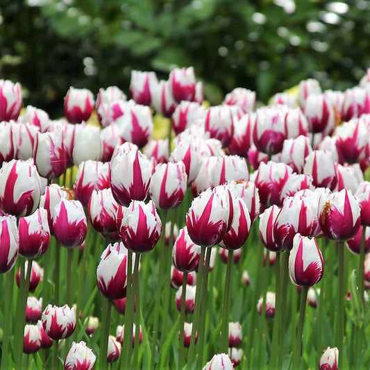Tulip - Rems Favourite