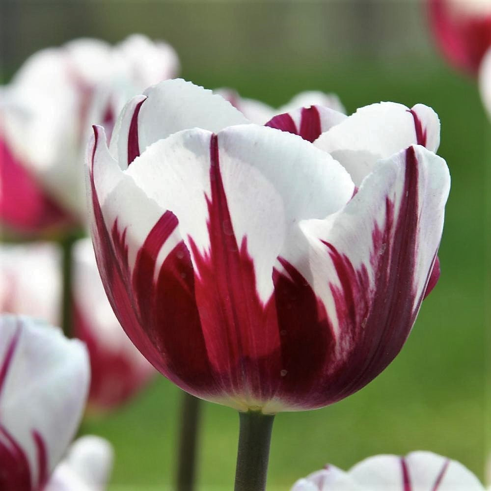 Tulip - Rems Favourite