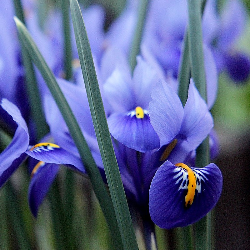 Iris - Reticulata