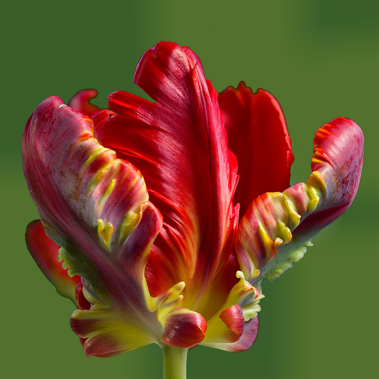 Tulip - Rococo