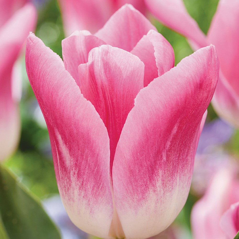 Tulip - Royal Ten