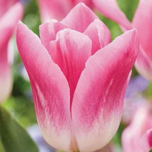 Tulip - Royal Ten
