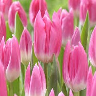 Tulip - Royal Ten