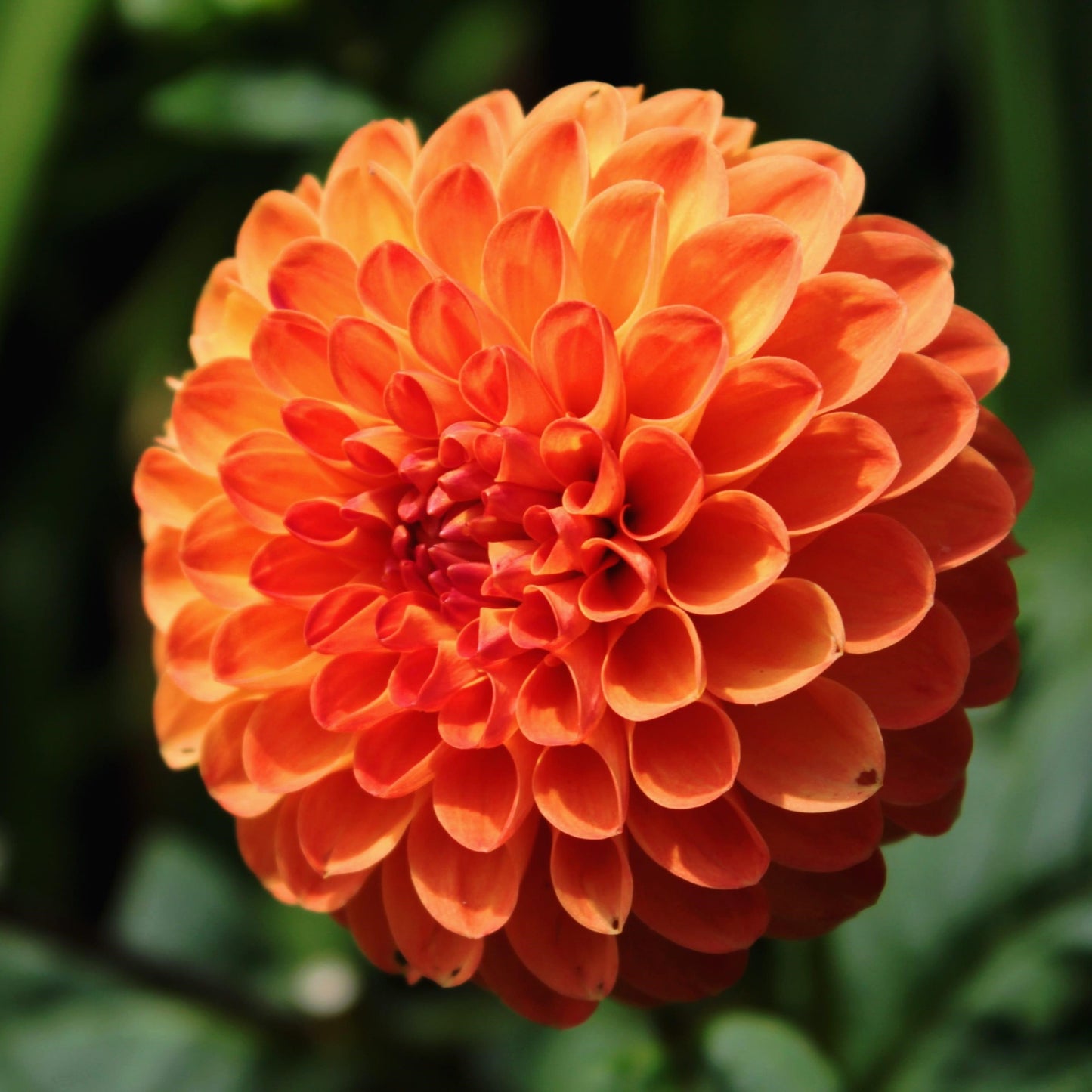 Dahlia Ball - Safe Shot