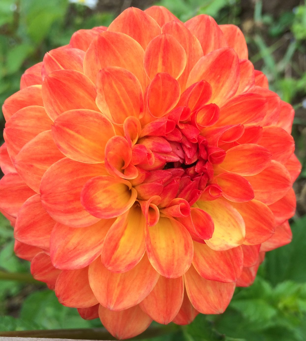 Dahlia Ball - Safe Shot