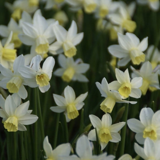 Narcissus - Sailboat
