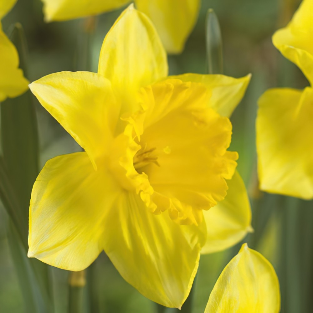 Daffodil - Saint Keverne
