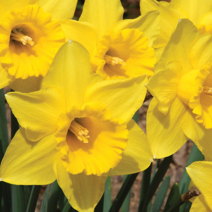 Daffodil - Saint Keverne