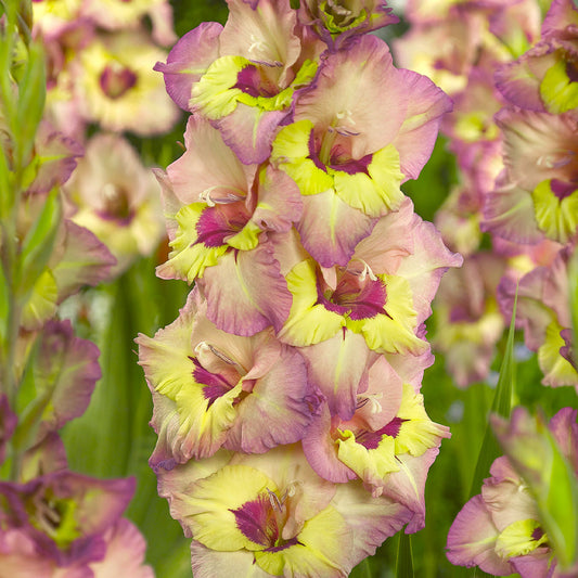 Large Flowering Gladioli  - Sapporo