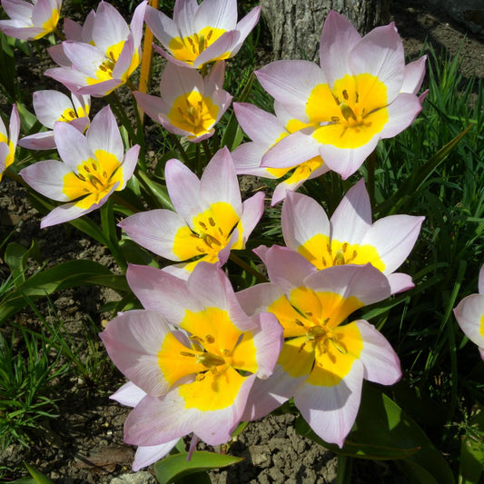 Free Species Saxatalis Tulips with Every Order