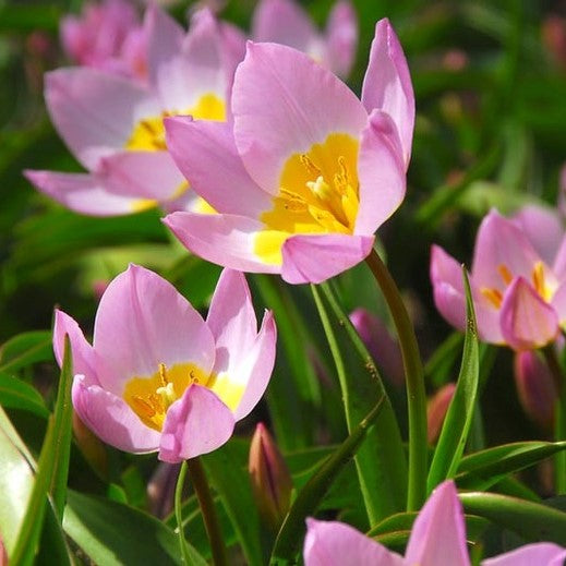 Tulip - Saxatalis