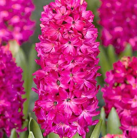 Hyacinth - Scarlet Pearl